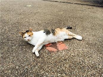 任天堂新一期直面会于9月24日举行 时长约40分钟